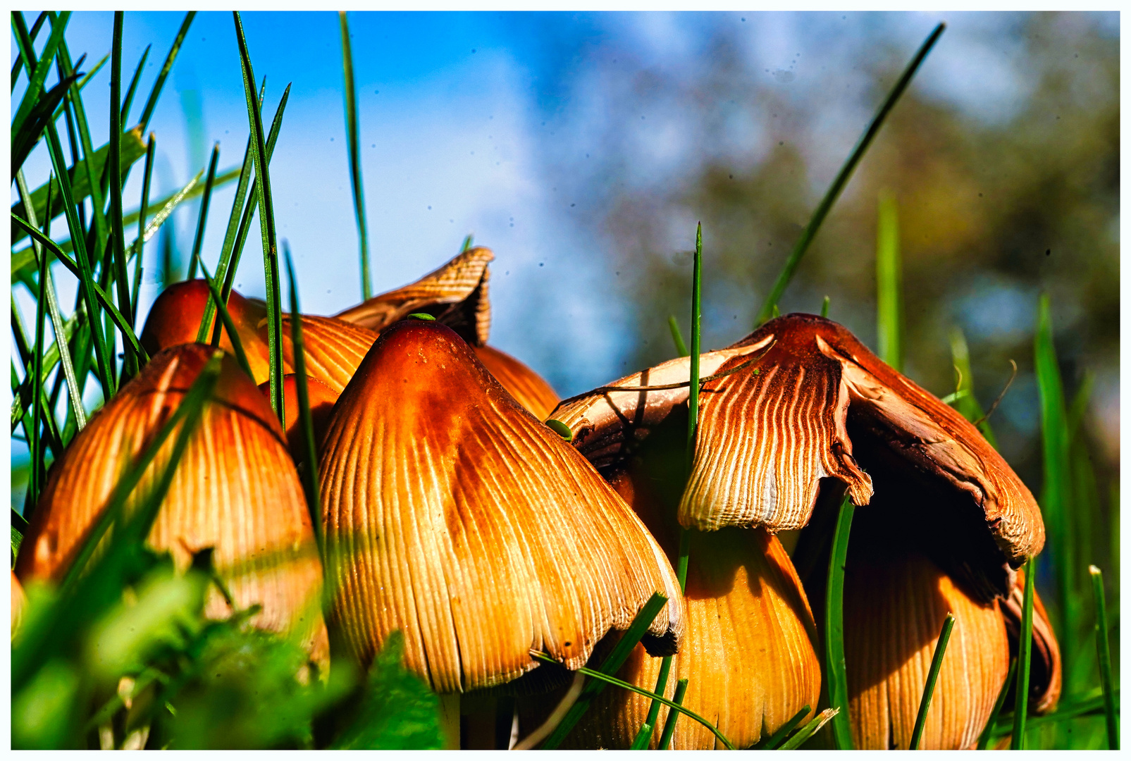 Pilze um Garten