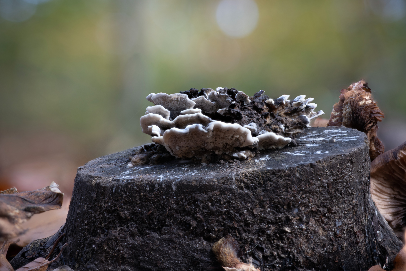 Pilze und Baumstumpf (Bokeh HG)