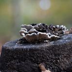 Pilze und Baumstumpf (Bokeh HG)