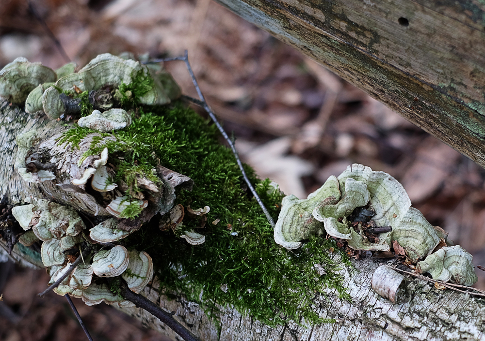 pilze und flechten