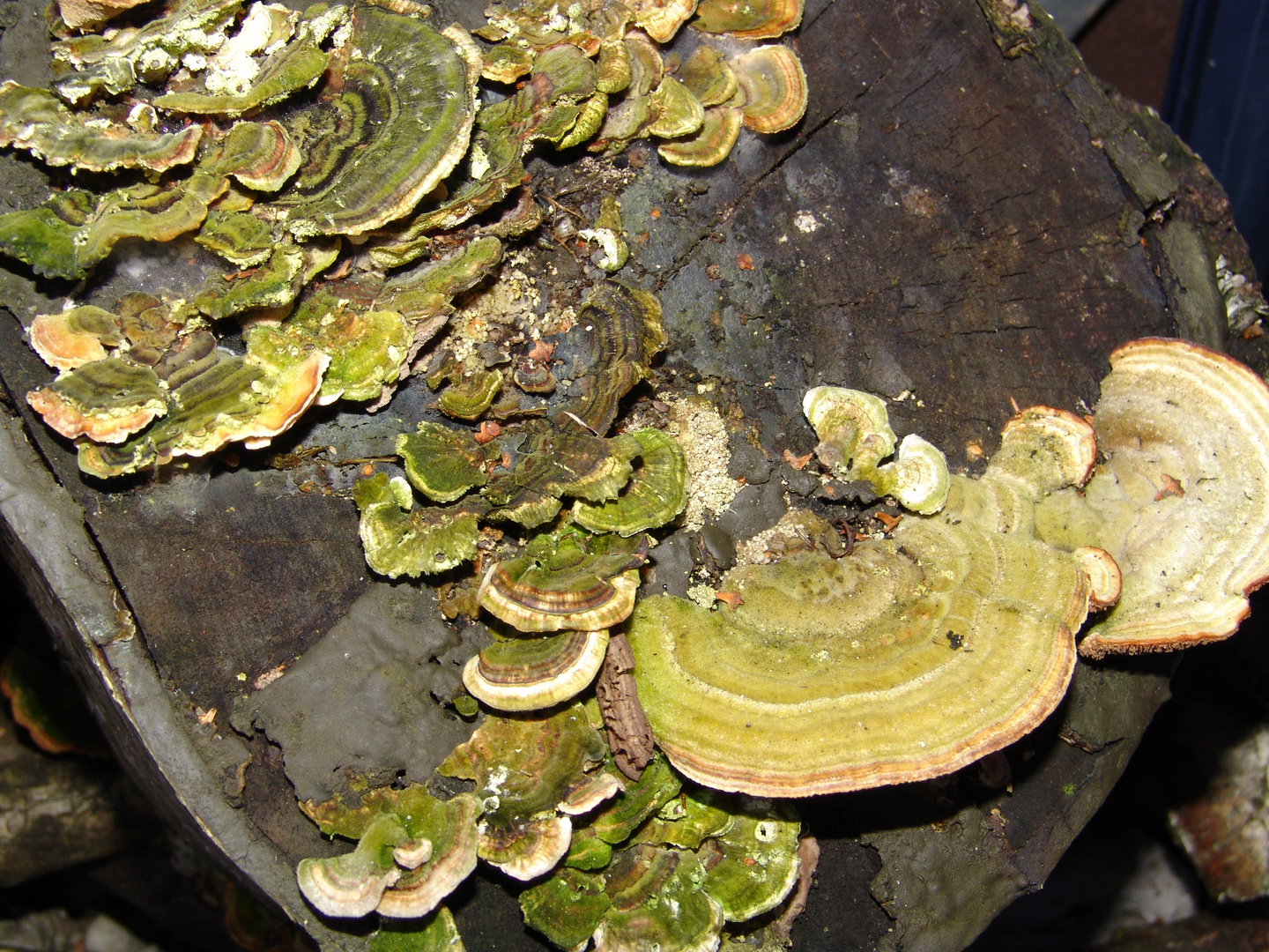 Pilze und Flechten auf altem Holzstamm