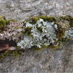 Pilze und Flechten im Moos ... auf Holz