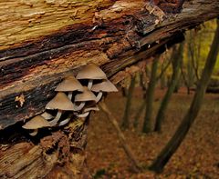 Pilze und Herbst gehören zusammen