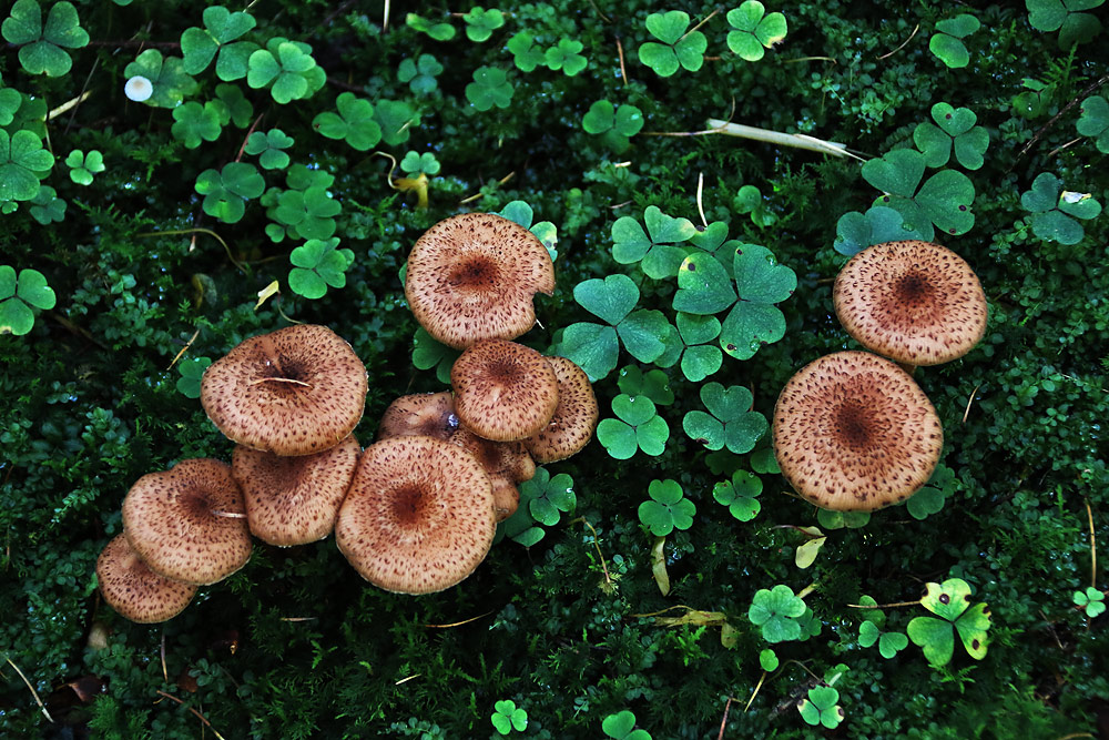 Pilze und Kleeblätter