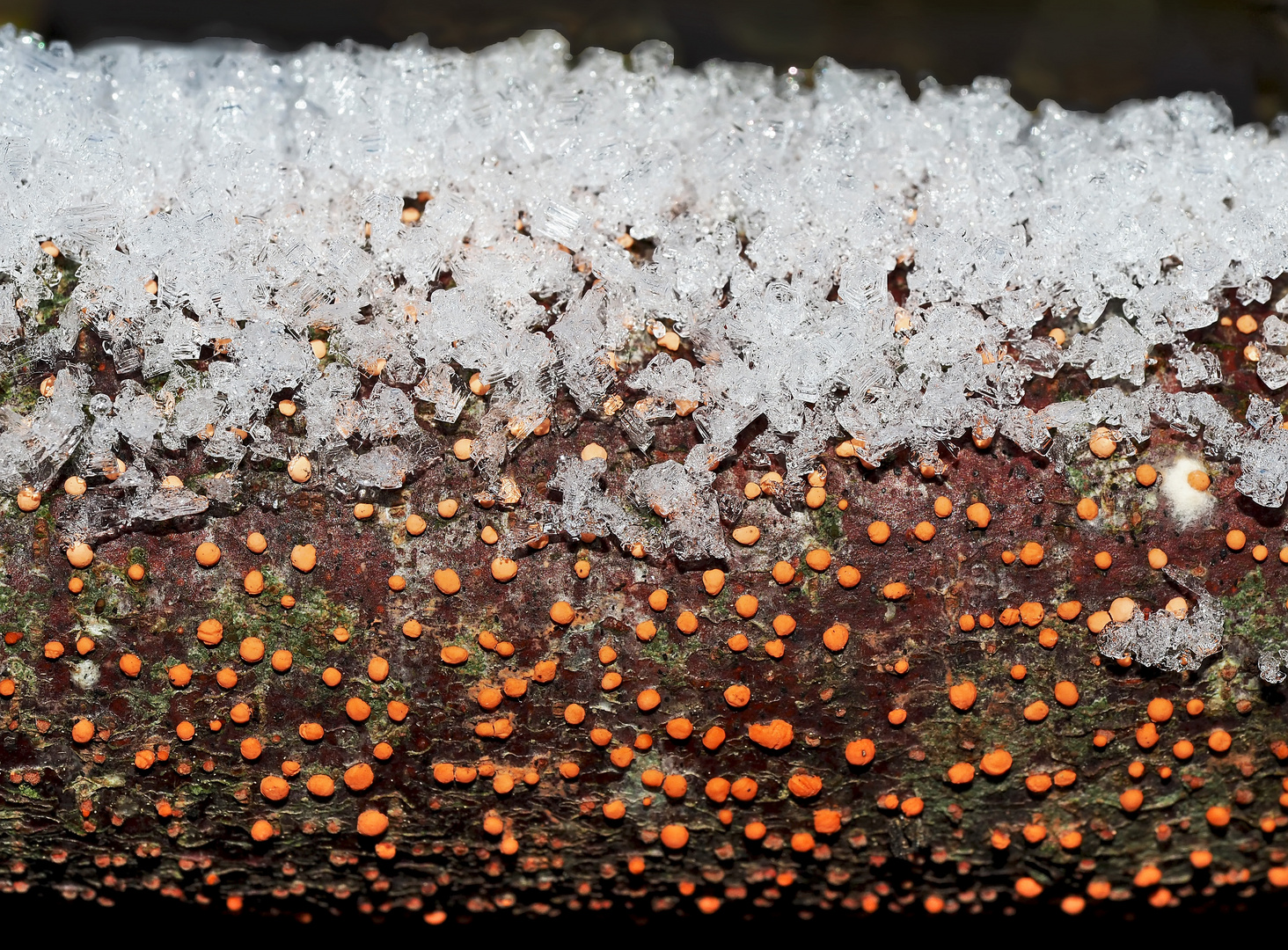 Pilze und Schnee auf dünnem Ast *- Champignons (1-2 mm) sur une petite branche en partie enneigée!