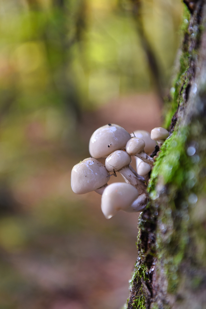 Pilze und Wald