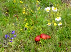 Pilze unter Alpenblumen
