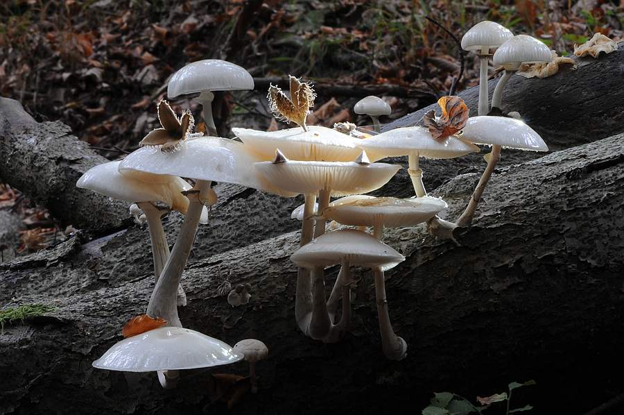 Pilze unter einer Buche im Nationalpark Kellerwald