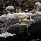 Pilze unter einer Buche im Nationalpark Kellerwald