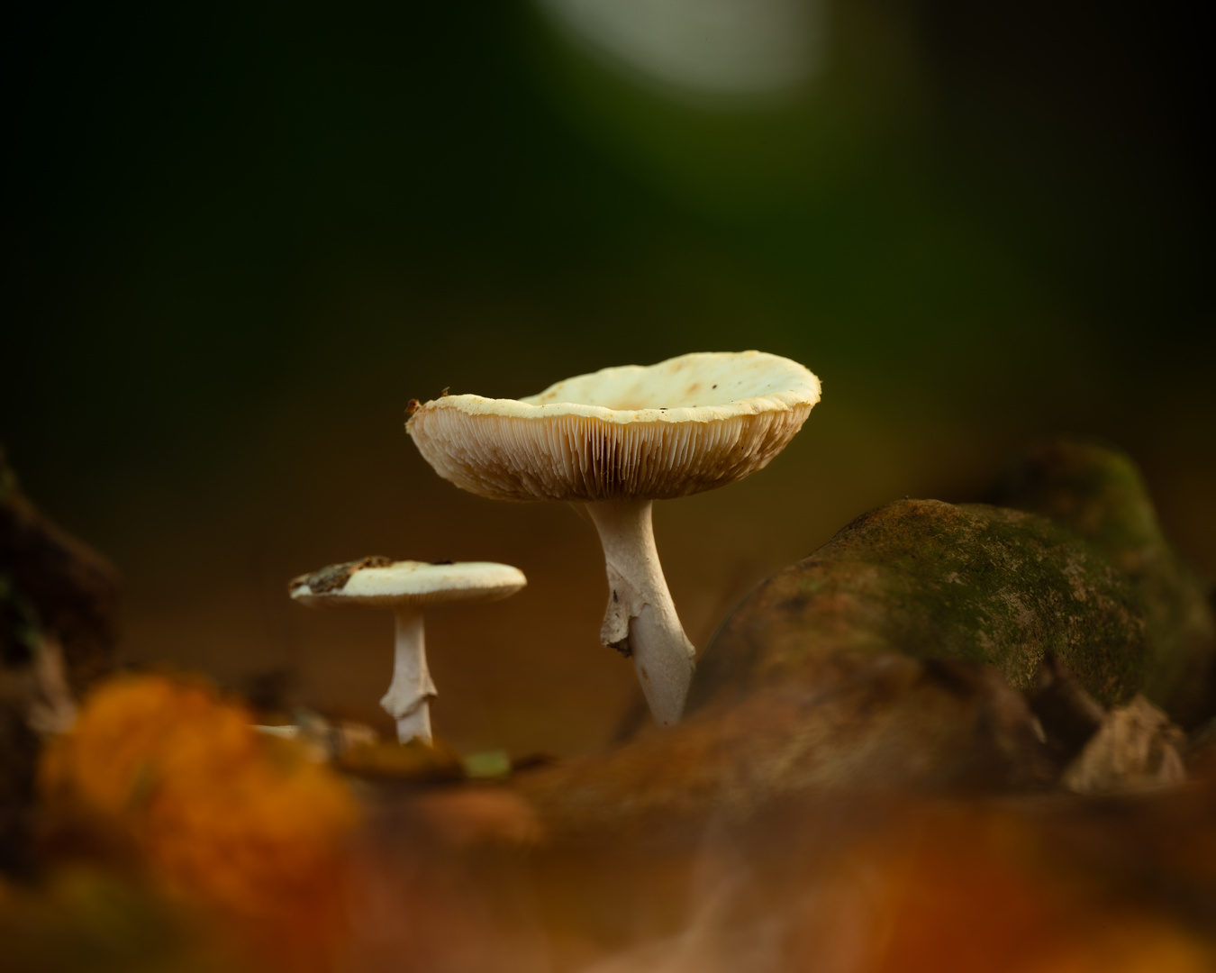 Pilze wachsen auf einem bemoosten Baumstamm in einem Laubwald im Herbst