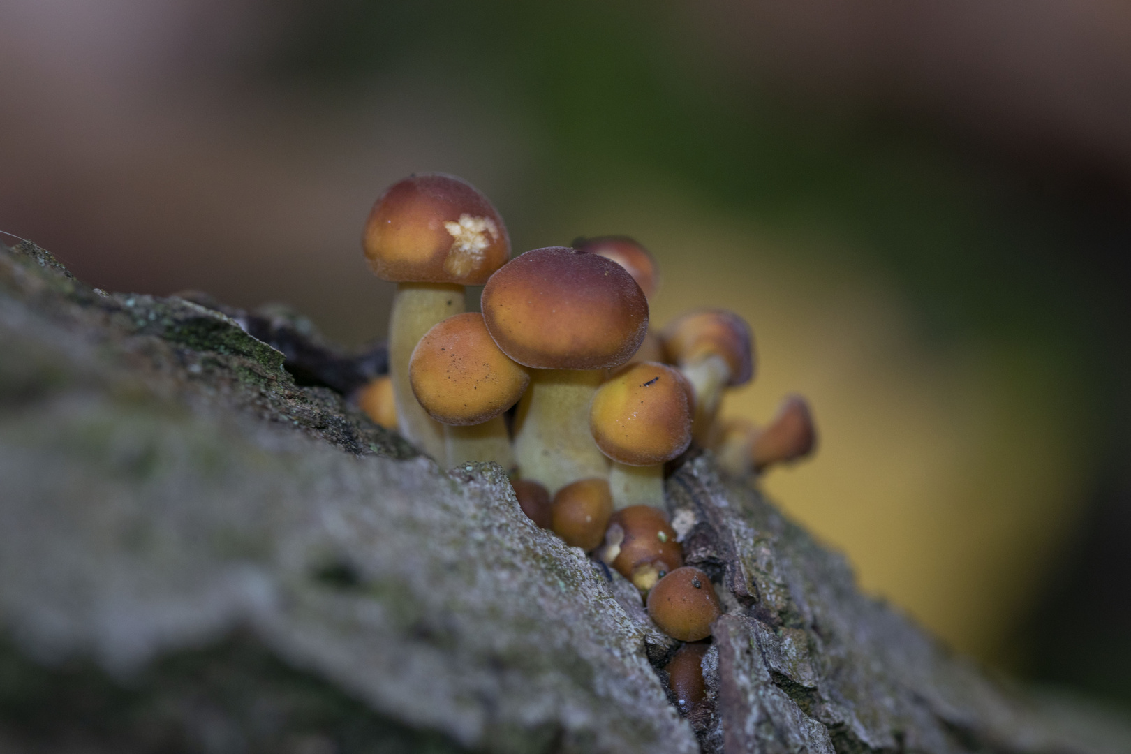 Pilze wachsen aus Baumrinde