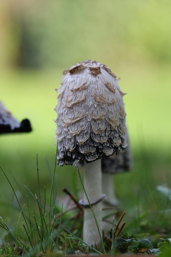 Pilze - Wesen von einem anderen Stern