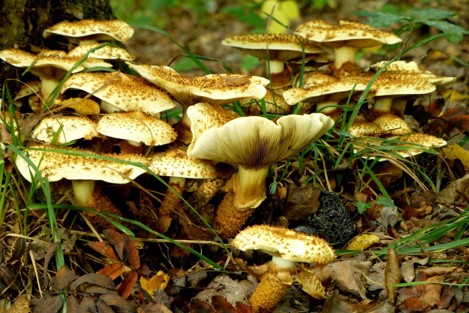 Pilze................ wie lauter kleine Terrassen