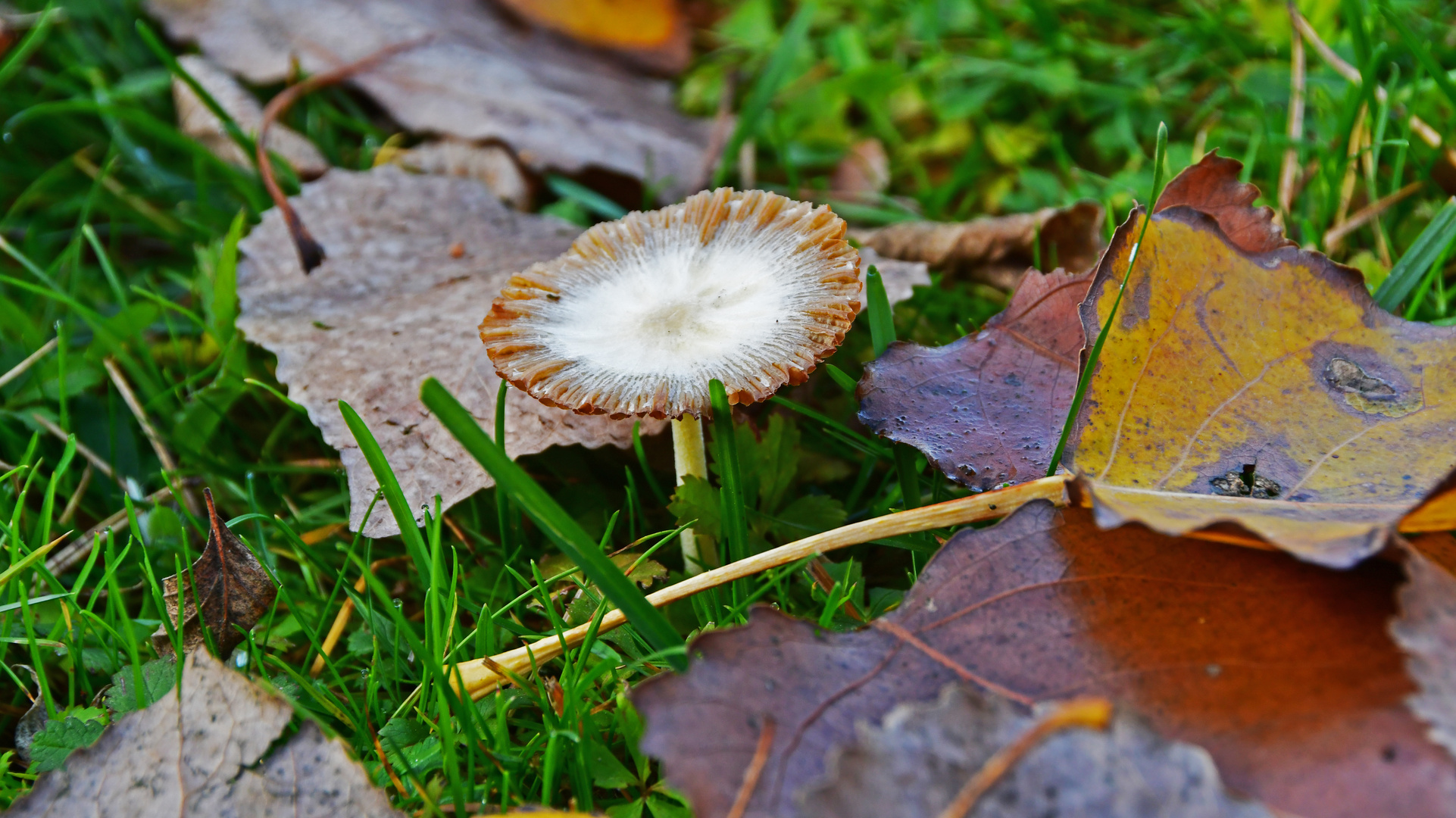 Pilze zu jeder Jahreszeit