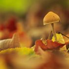 Pilze zwischen Blättern