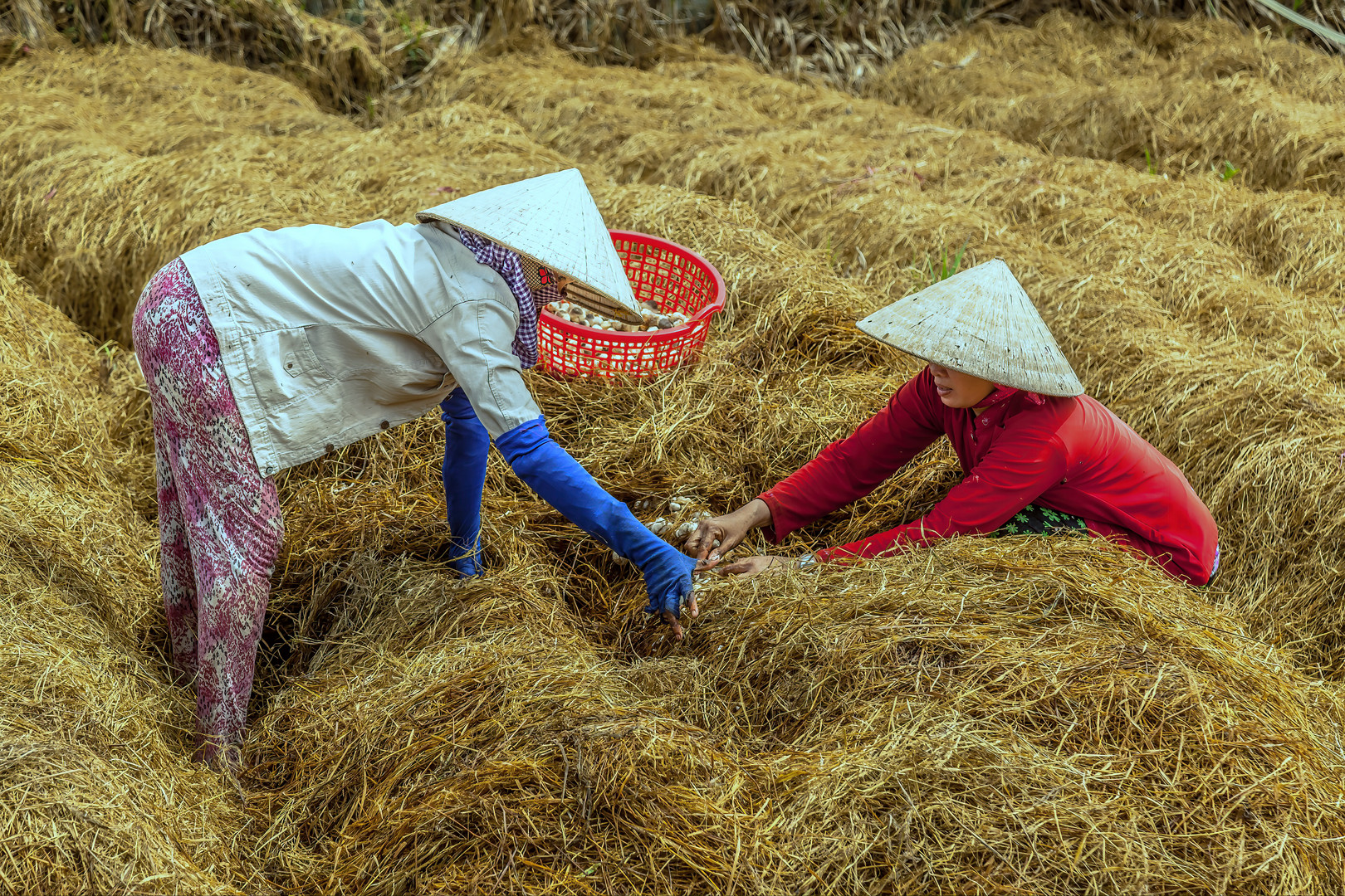 Pilzernte in Vietnam