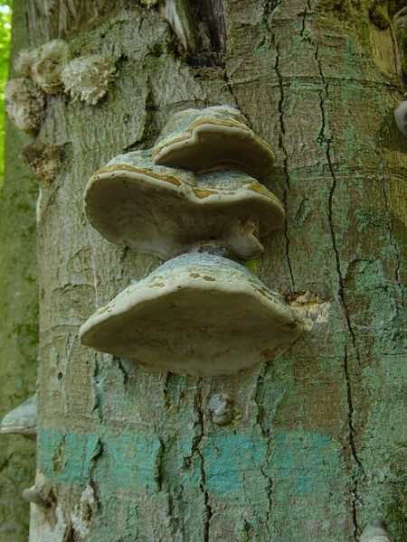 Pilzfamilie am Baum