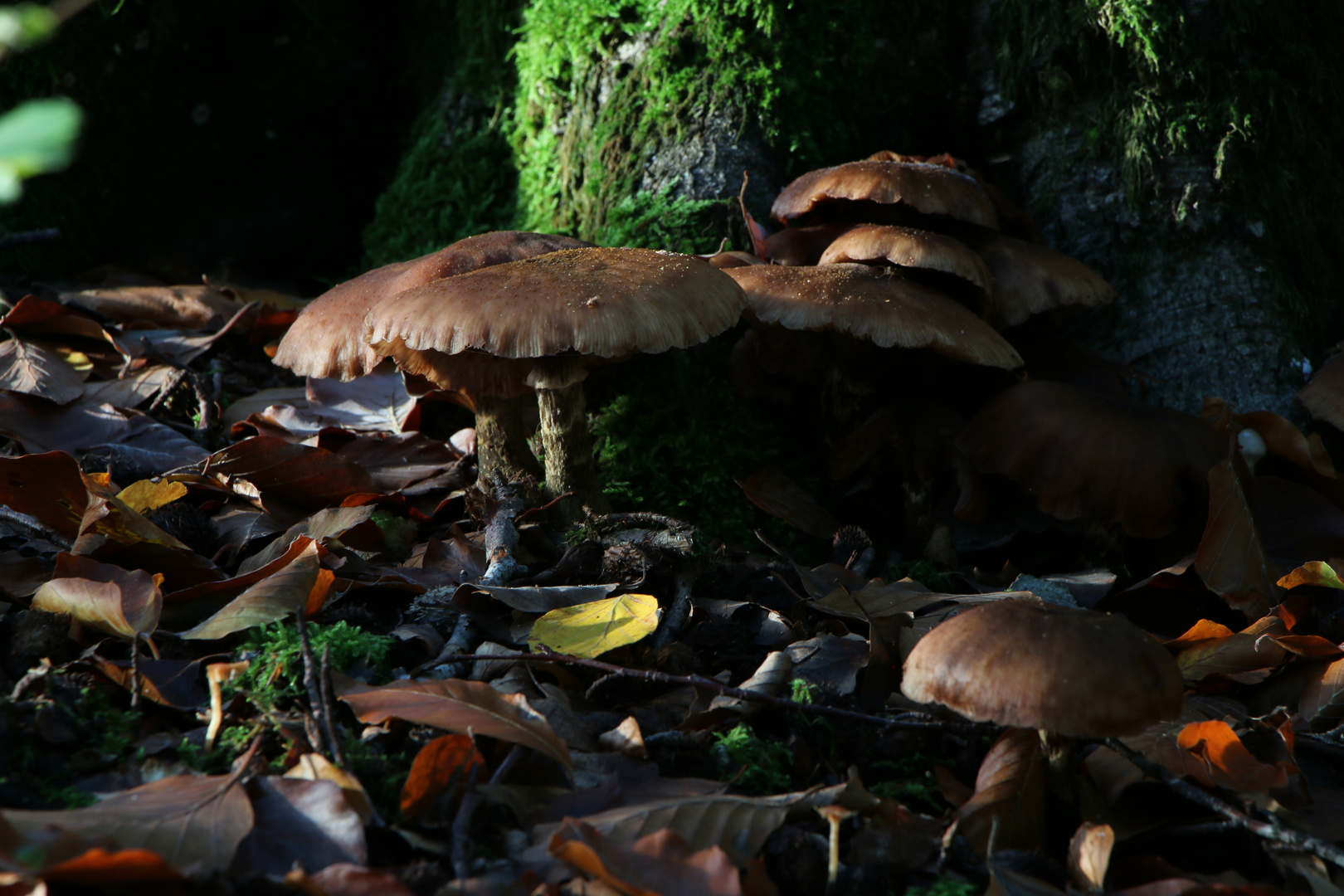 Pilzfamilie am Herbsttag