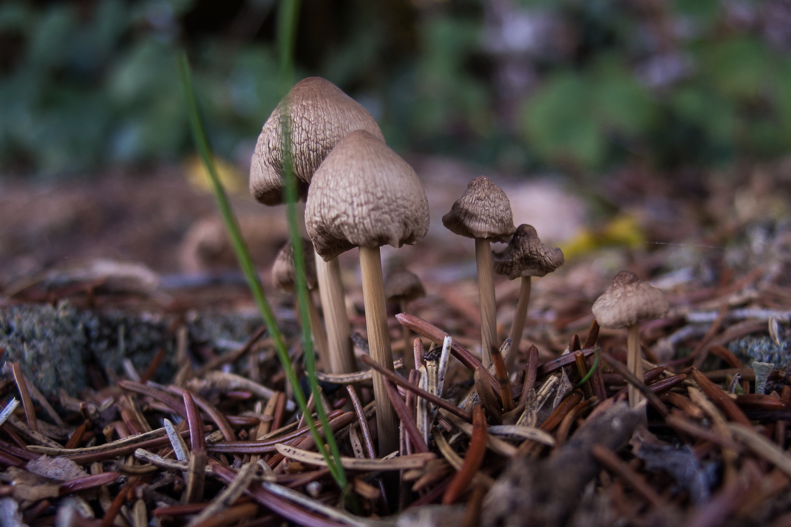 Pilzfamilie am Waldrand