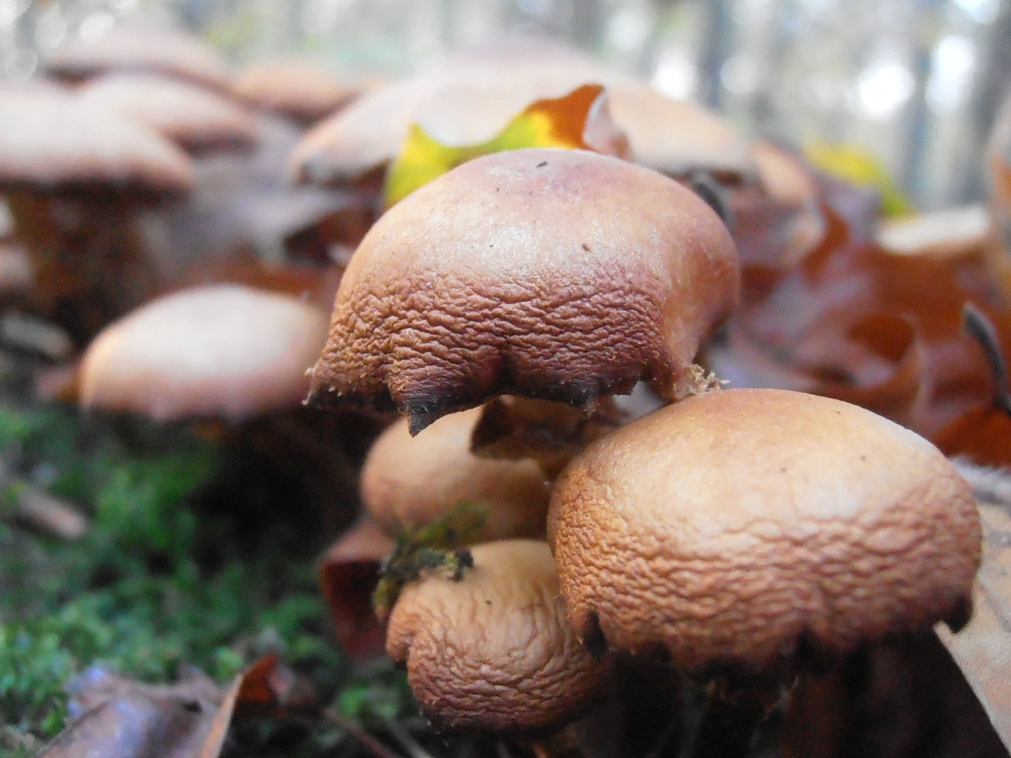 Pilzfamilie am Waldrand