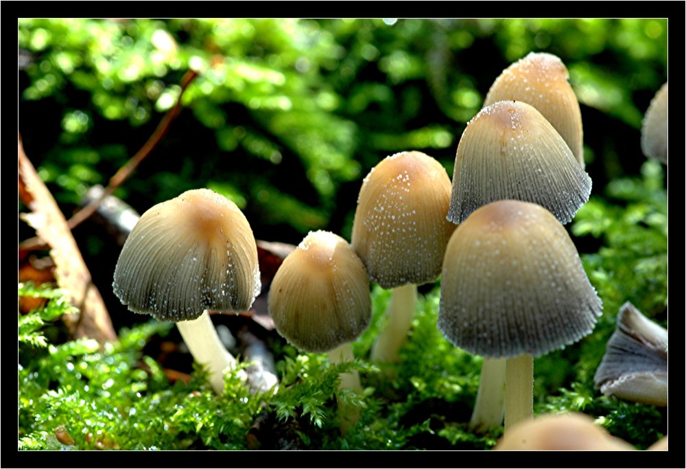 Pilzfamilie