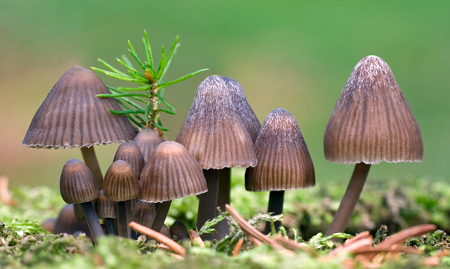 Pilzfamilie beim Tannenbaumschlagen