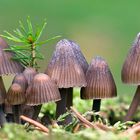 Pilzfamilie beim Tannenbaumschlagen