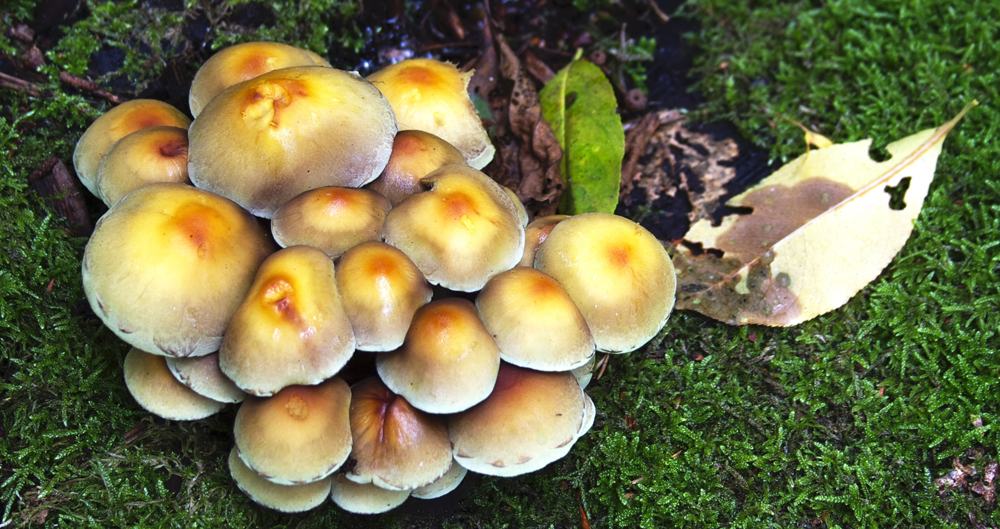 Pilzfamilie im Furlbachtal