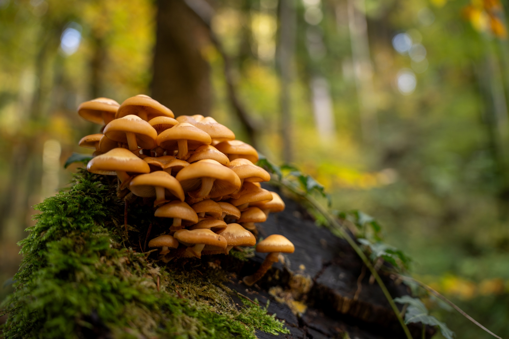 Pilzfamilie im Herbst