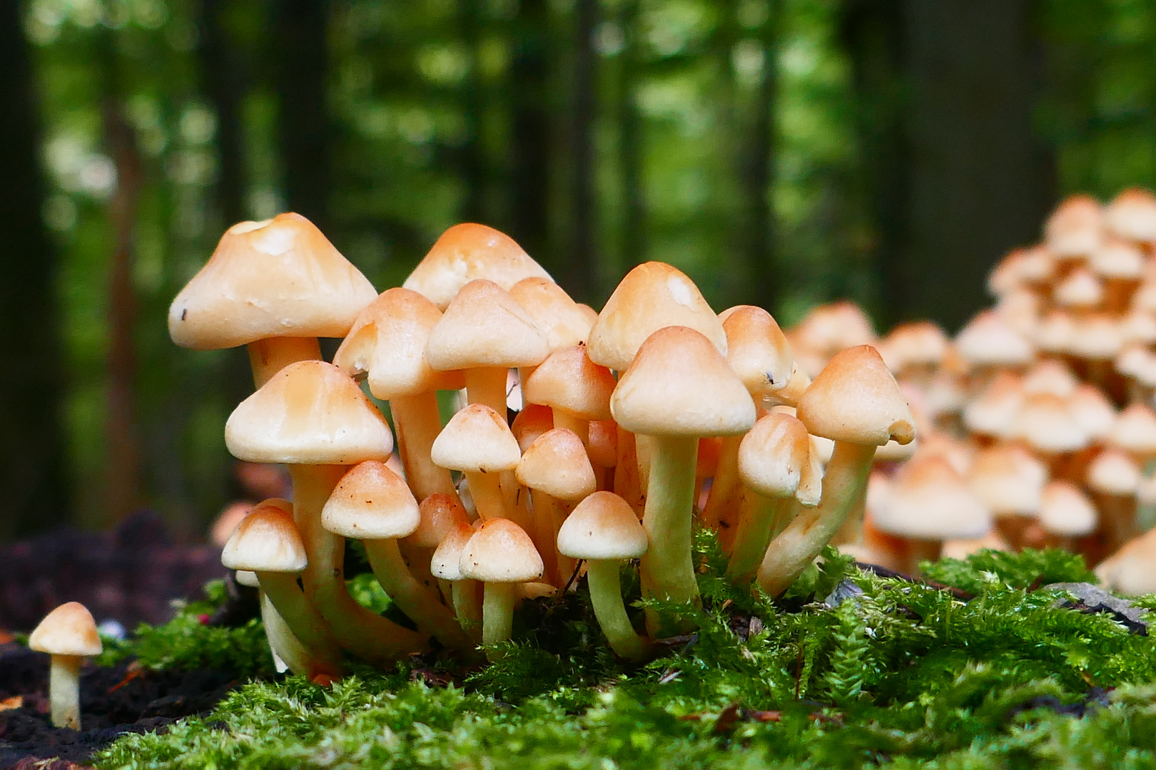 Pilzfamilie im Herbstwald