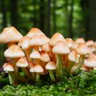 Pilzfamilie im Herbstwald