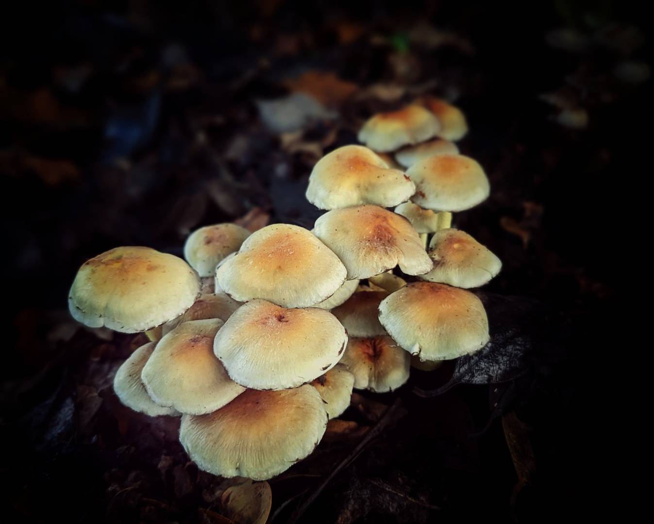 Pilzfamilie im Herbstwald 