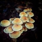 Pilzfamilie im Herbstwald 