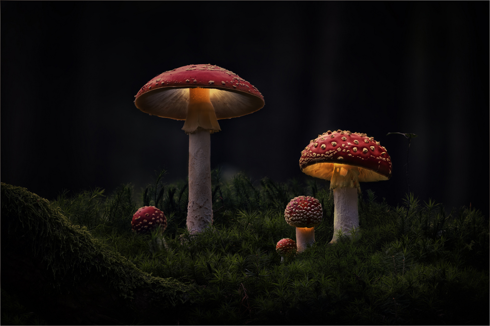 Pilzfamilie im Licht