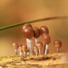 Pilzfamilie im Zwergenformat