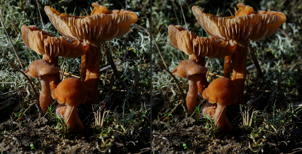 Pilzfamilie in Sperenbergs Wäldern (3D-X-View Cha-Cha)