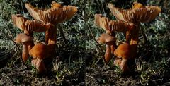 Pilzfamilie in Sperenbergs Wäldern (3D-X-View Cha-Cha)