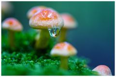 Pilzfamilie steht im Regen
