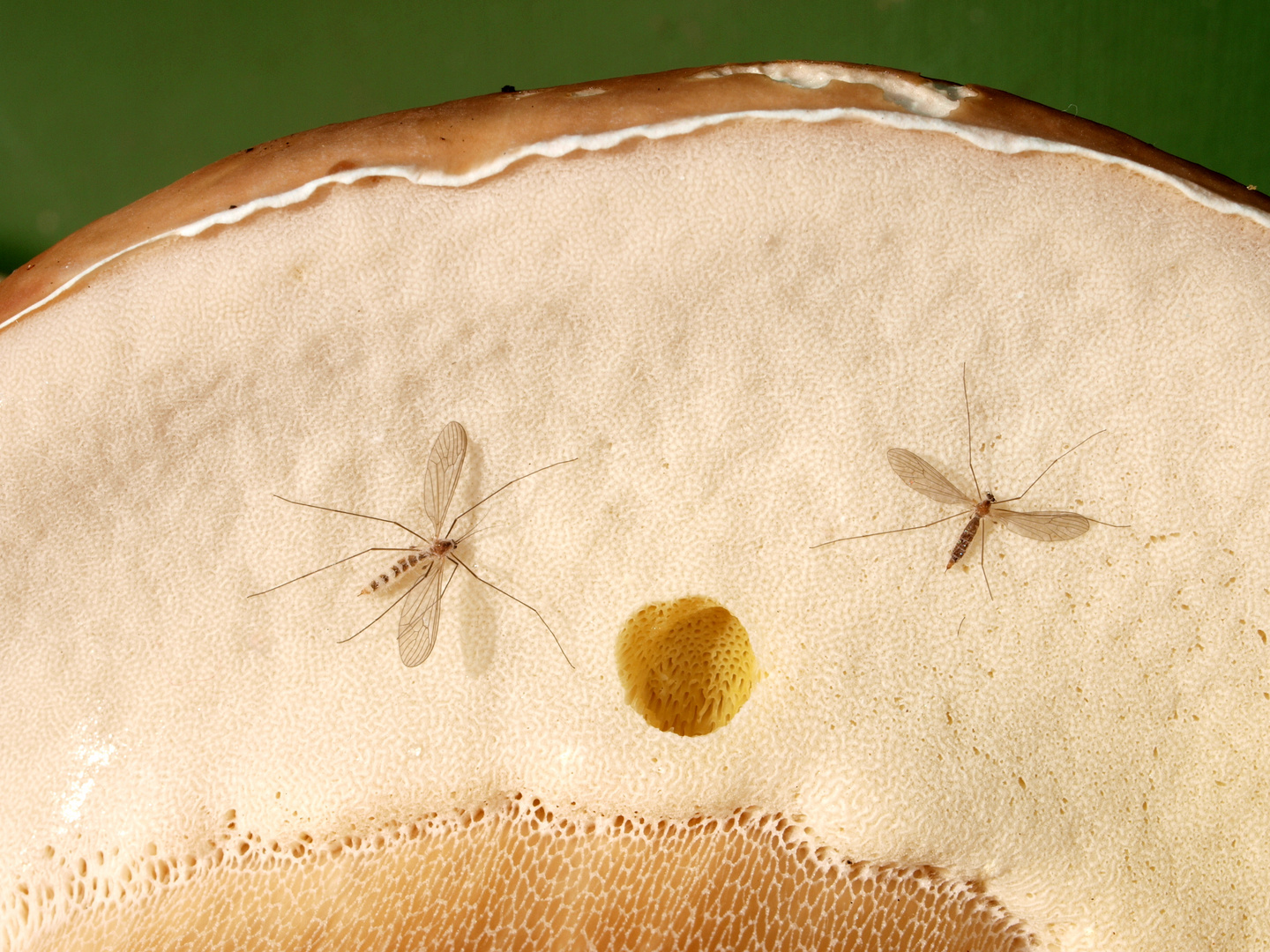 "Pilzfliegen" auf Steinpilz