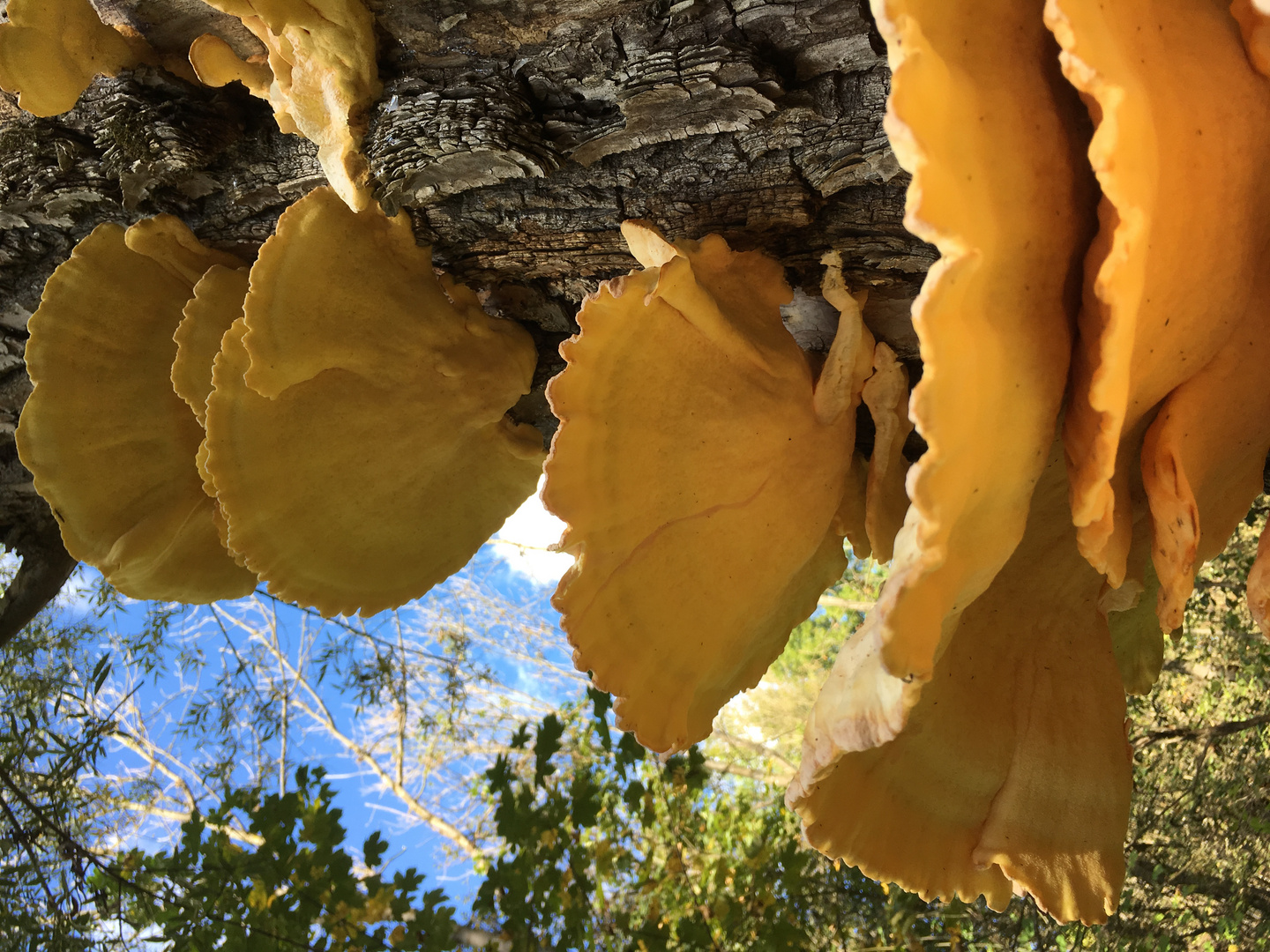 Pilzformation an Baum ...