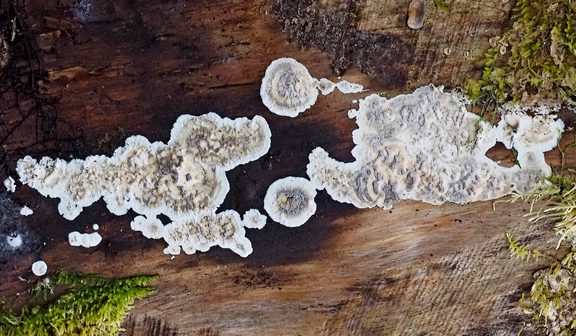 Pilzformationen auf einem uralten Baumstamm ...