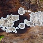 Pilzformationen auf einem uralten Baumstamm ...