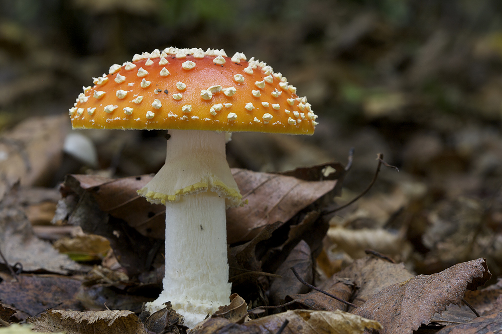 Pilzfotografentreffen im Kellerwald