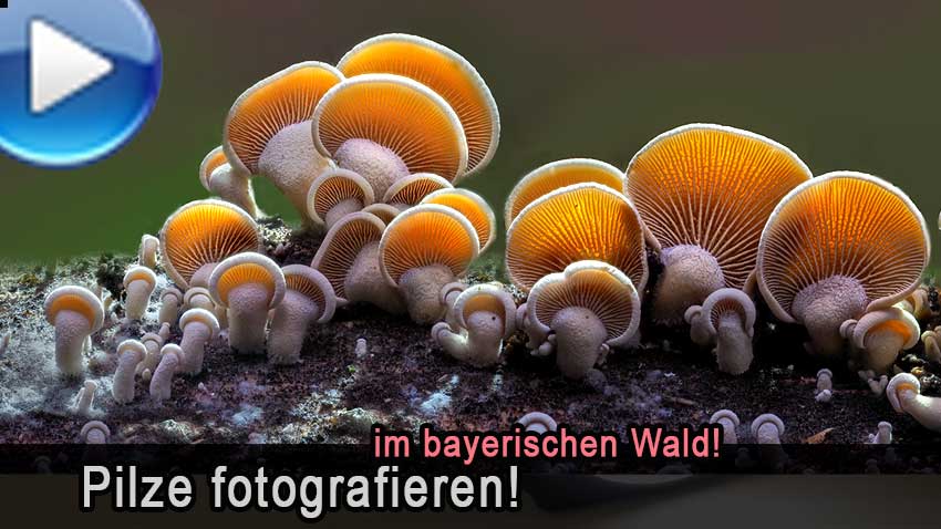 Pilzfotografie im bayerischen Nationalpark