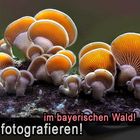 Pilzfotografie im bayerischen Nationalpark