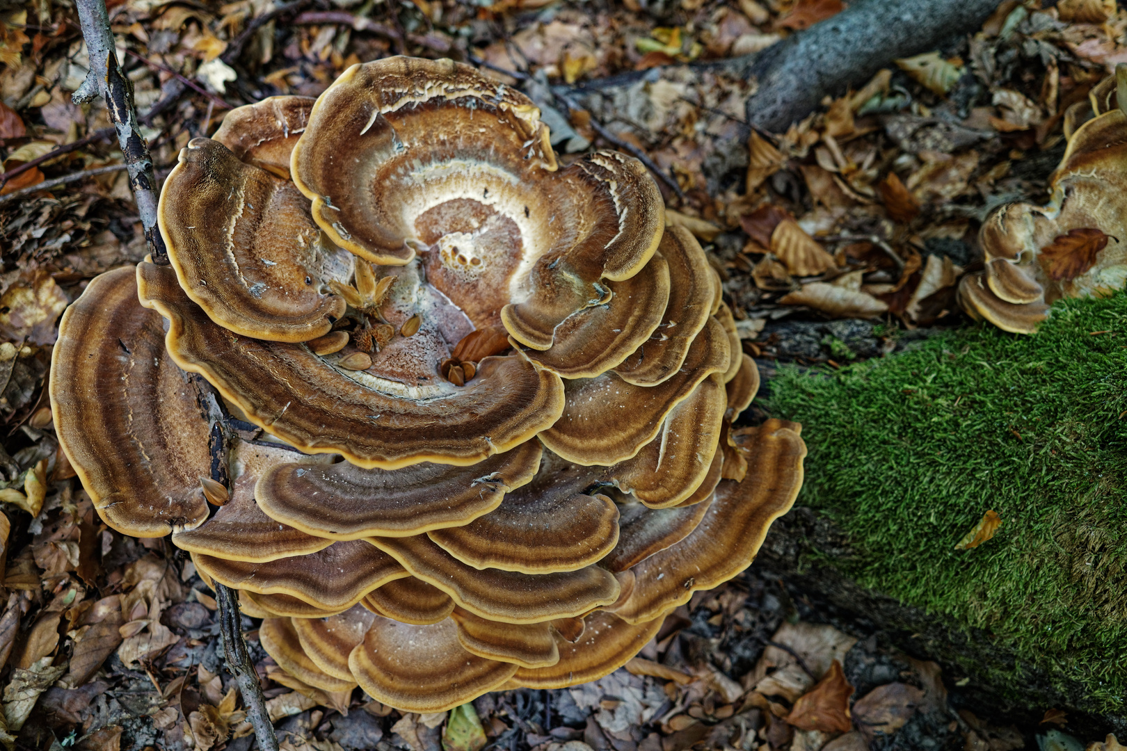 Pilzgesichter (Riesenporling)