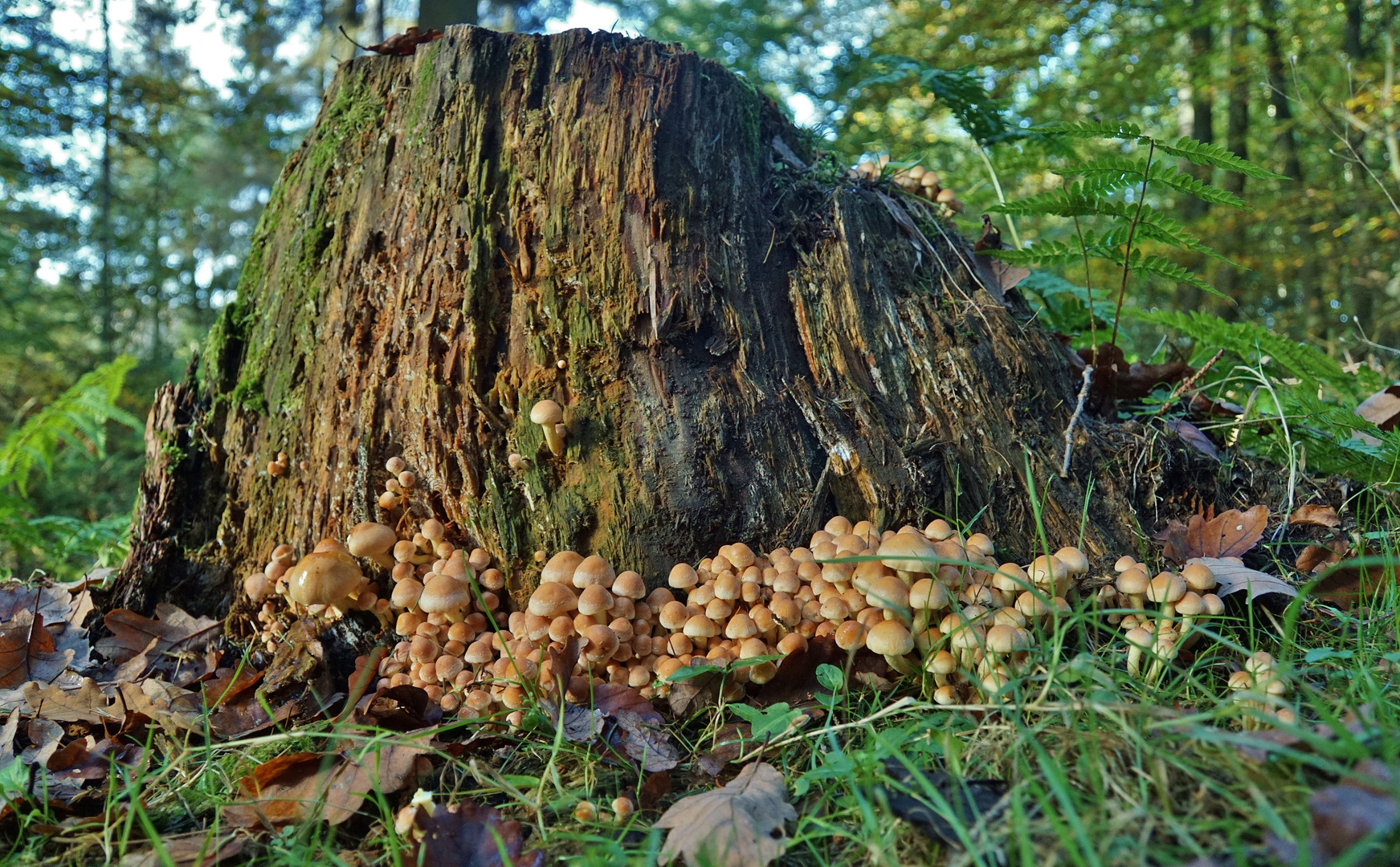 Pilzgruppe am Baumstumpf