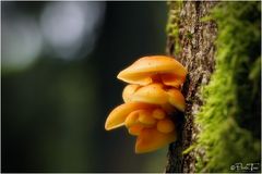 Pilzgruppe an einem Baum