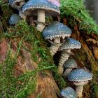 Pilzgruppe auf Baumstumpf