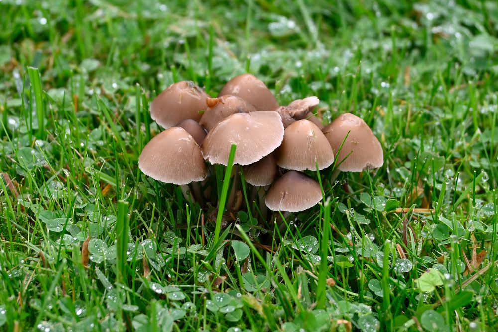 Pilzgruppe auf einer Wiese nach dem Regen